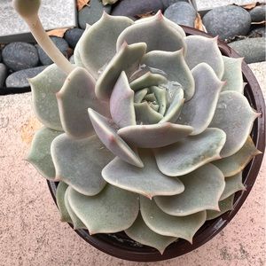 Lola succulent